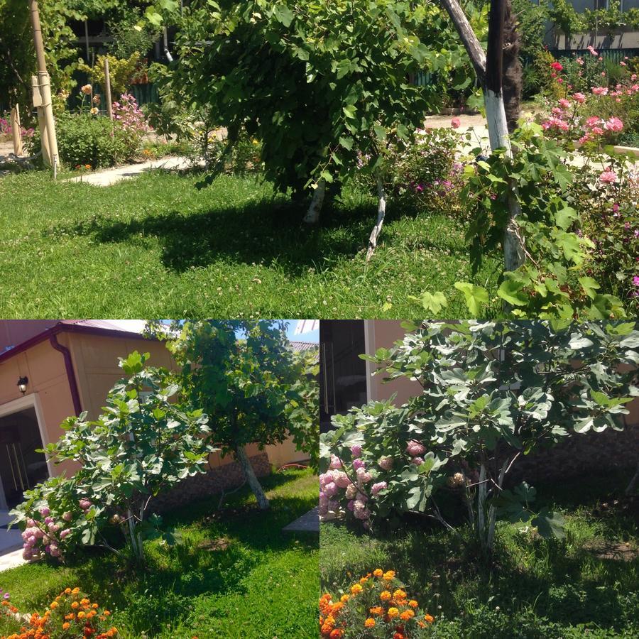 Inn Aхчыпсы Гагра Екстериор снимка